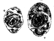 Nodasperodiscus saleei (Conil & Lys, 1964)
