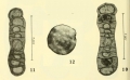 Chromista - Foraminifera (foraminifers)