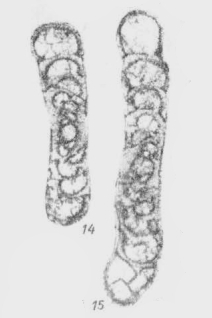 Propermodiscus attenuatus Marfenkova, 1978