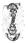 Ammarchaediscus (Tubispirodiscus) settlensis Conil, 1980