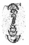 Ammarchaediscus (Tubispirodiscus) settlensis Conil, 1980