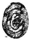 Tournarchaediscus lysi Conil & Pirlet, 1974