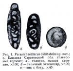 Chromista - Foraminifera (foraminifers)