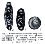 Paraarchaediscus dubitabilis Orlova, 1955