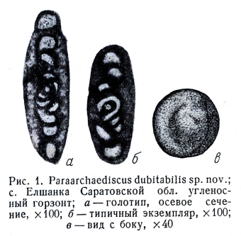 Paraarchaediscus dubitabilis Orlova, 1955 Paraarchaediscus dubitabilis Orlova, 1955