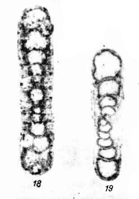 Kasachstanodiscus kischkinensis Marfenkova, 1978