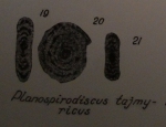  Planospirodiscus taimyricus Sosipatrova, 1962