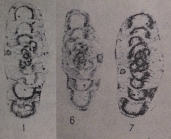 Propermodiscus dilatatus Marfenkova, 1983