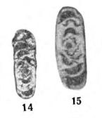 Archaediscus incertus Grozdilova & Lebedeva, 1954 Archaediscus incertus Grozdilova & Lebedeva, 1954