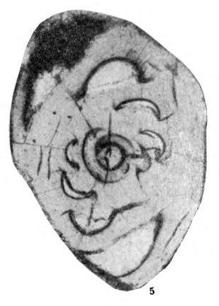 Archaediscus maximus Grozdilova & Lebedeva, 1954