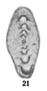 Permodiscus vetustus Dutkevich in Chernysheva, 1948