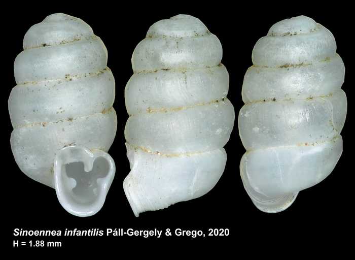 Sinoennea infantilis Páll-Gergely & Grego, 2020