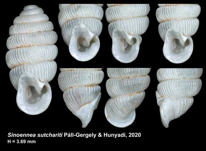 Sinoennea sutchariti Páll-Gergely & Hunyadi, 2020 Sinoennea sutchariti Páll-Gergely & Hunyadi, 2020