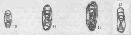 Permodiscus primaevus Pronina, 1963 Permodiscus primaevus Pronina, 1963