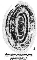 Quasiarchaediscus pamirensis Miklukho-Maklay, 1960 Quasiarchaediscus pamirensis Miklukho-Maklay, 1960