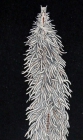 Coelobranchus papillosus female