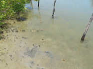 Medusae in mangrove area
