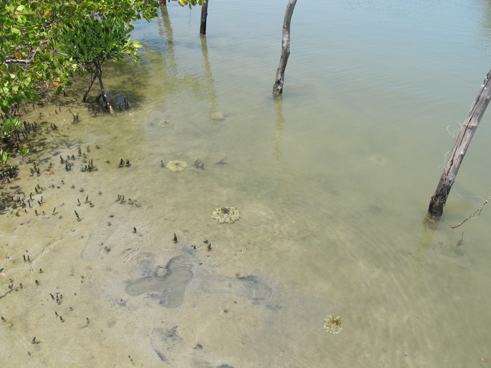 Medusae in mangrove area Medusae in mangrove area
