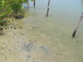 Scyphozoa (jelly fish)