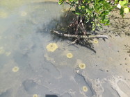 Medusae in mangrove