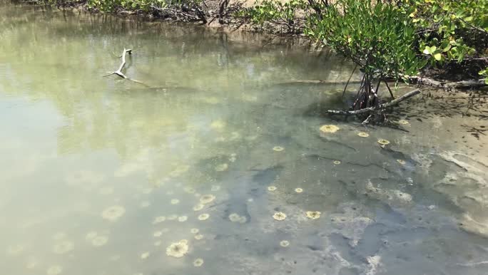 video of medusae in mangrove
