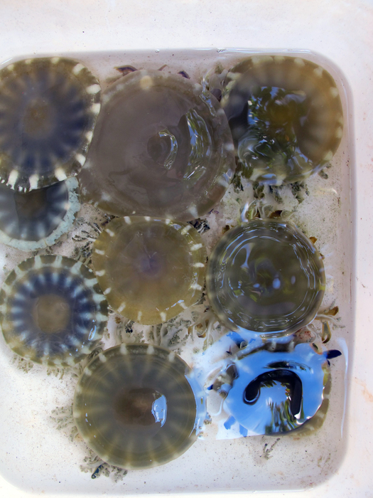 collected medusae collected medusae