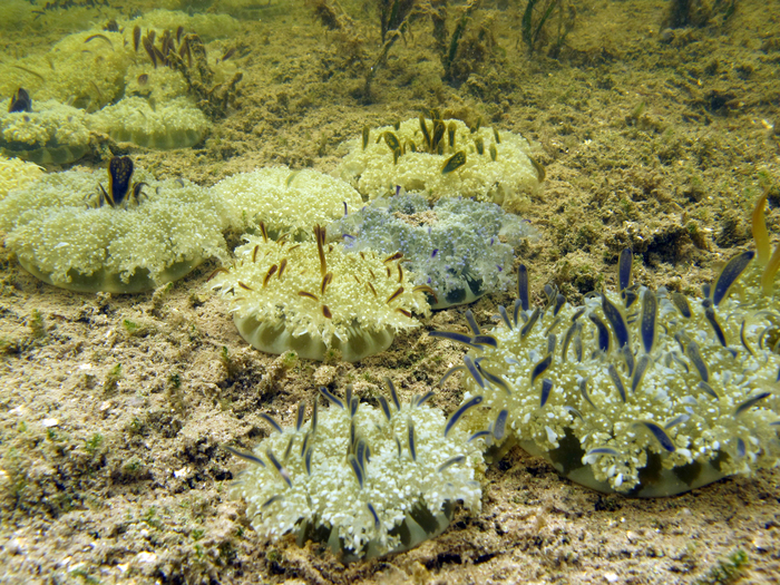 Medusae in environment