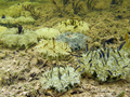 Scyphozoa (jelly fish)