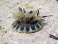 Scyphozoa (jelly fish)