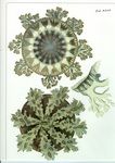 medusa plate (original from Forskal 1775)