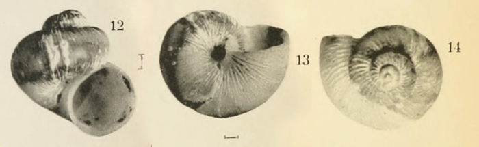 Cyclostrema ponsonbyi Dautzenberg & Fischer, 1897, original figure