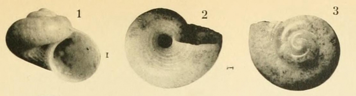 Cyclostrema sykesi Dautzenberg & Fischer, 1897, original figure Cyclostrema sykesi Dautzenberg & Fischer, 1897, original figure