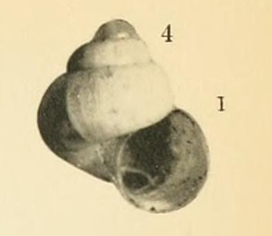 Cyclostrema smithi Dautzenberg & Fischer, 1897, original figure Cyclostrema smithi Dautzenberg & Fischer, 1897, original figure
