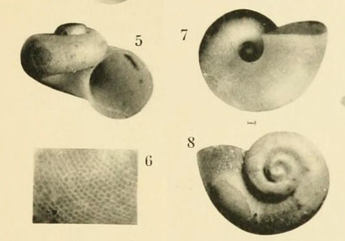 Cyclostrema iheringi Dautzenberg & Fischer, 1897, original figure