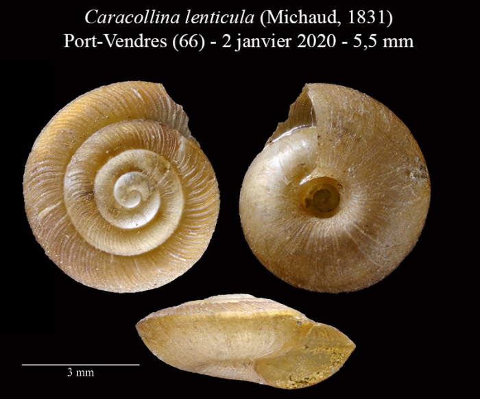 Caracollina lenticula