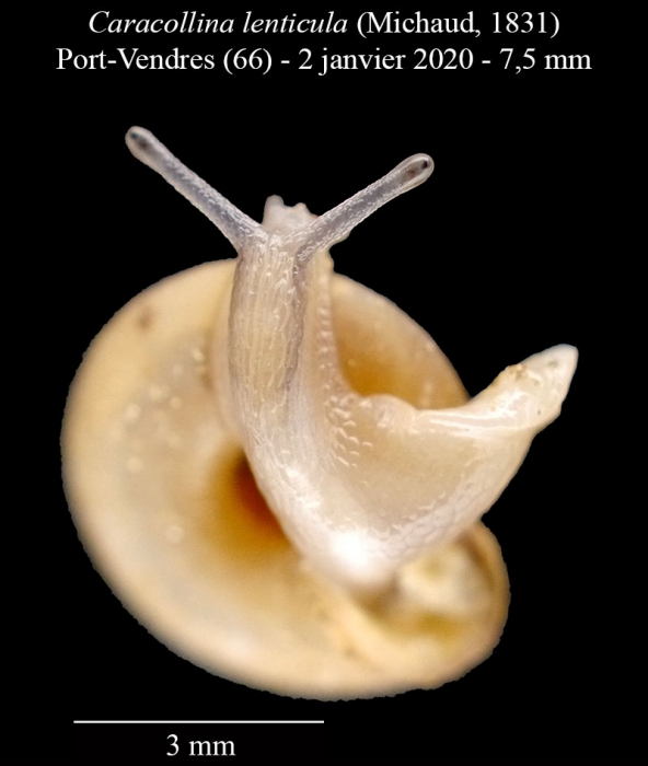 Caracollina lenticula