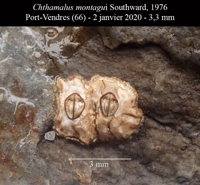 Chthamalus montagui Chthamalus montagui