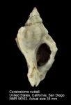 Ceratostoma nuttalli