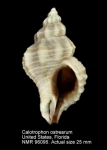 Calotrophon ostrearum