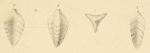 Triplasia murchisoni Reuss, 1854
