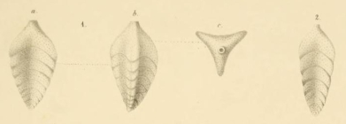 Triplasia murchisoni Reuss, 1854