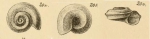 Omalaxis supranitida (Wood, 1848) sensu G.O. Sars, 1878
