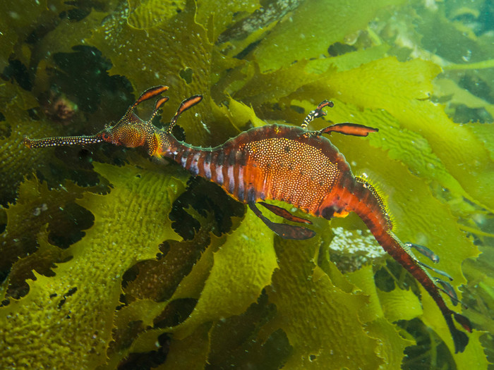 Phyllopteryx taeniolatus