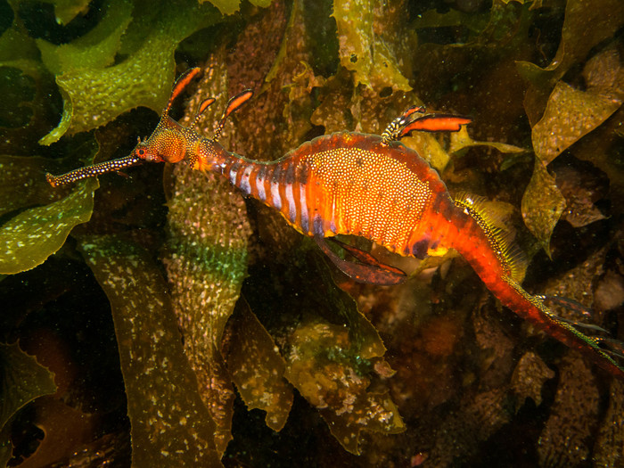 Phyllopteryx taeniolatus Phyllopteryx taeniolatus