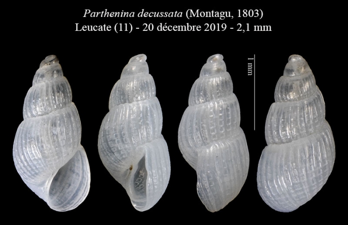 Parthenina decussata 