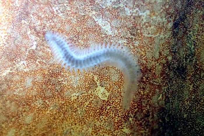 Spathochaeta octopodis - The Octopus-Dwelling Worm Spathochaeta octopodis - The Octopus-Dwelling Worm