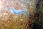 WoRMS Top Ten