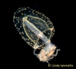 Corymorpha verrucosa medusa from the Philippines