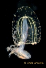 Corymorpha verrucosa medusa from the Philippines