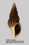 Plicifusus kroeyeri